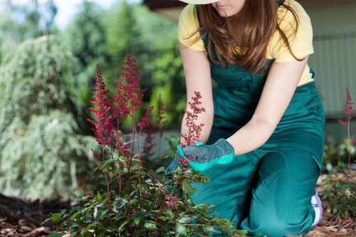 Lower branches being selectively pruned to improve clearance beneath a tree
